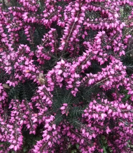 Erica darleyensis 'Kramer's Rote'